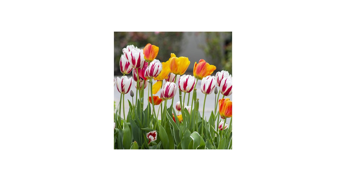 Mixed Sorbet Tulip Flowers