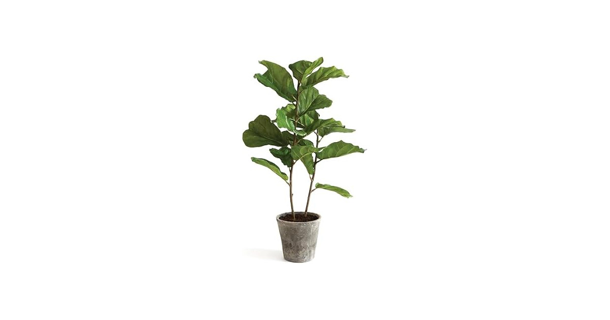 National Tree Company 43 Inch Artificial Fiddle Leaf Fig Tree in Clay Pot