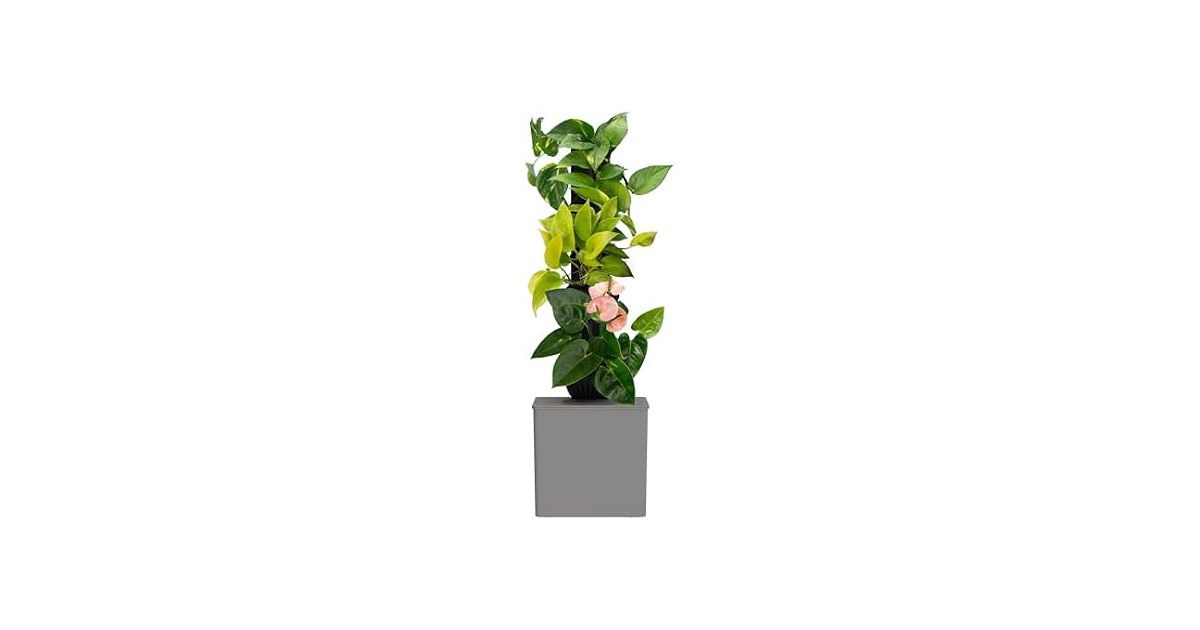 Tevatower Mini Smart Self-Watering Indoor Garden System