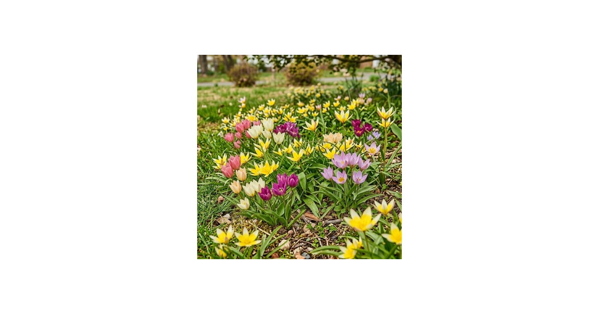 Ground Cover Tulip Flowers