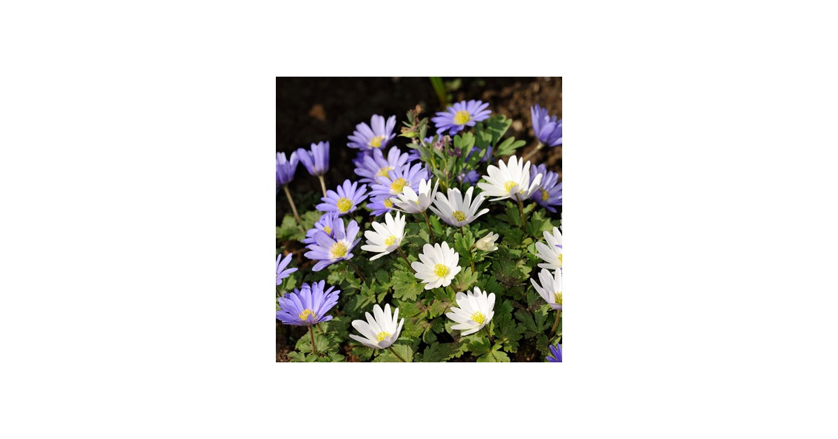 Anemone "Dutch Fireworks" Flower Mix