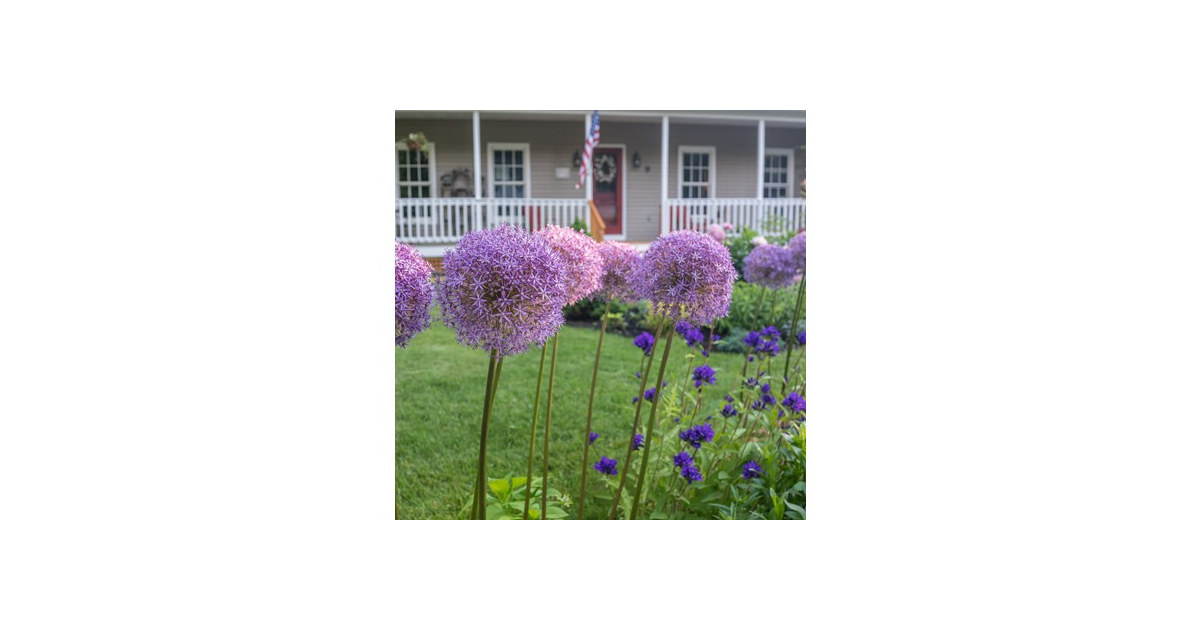 Allium Giganteum Flowers