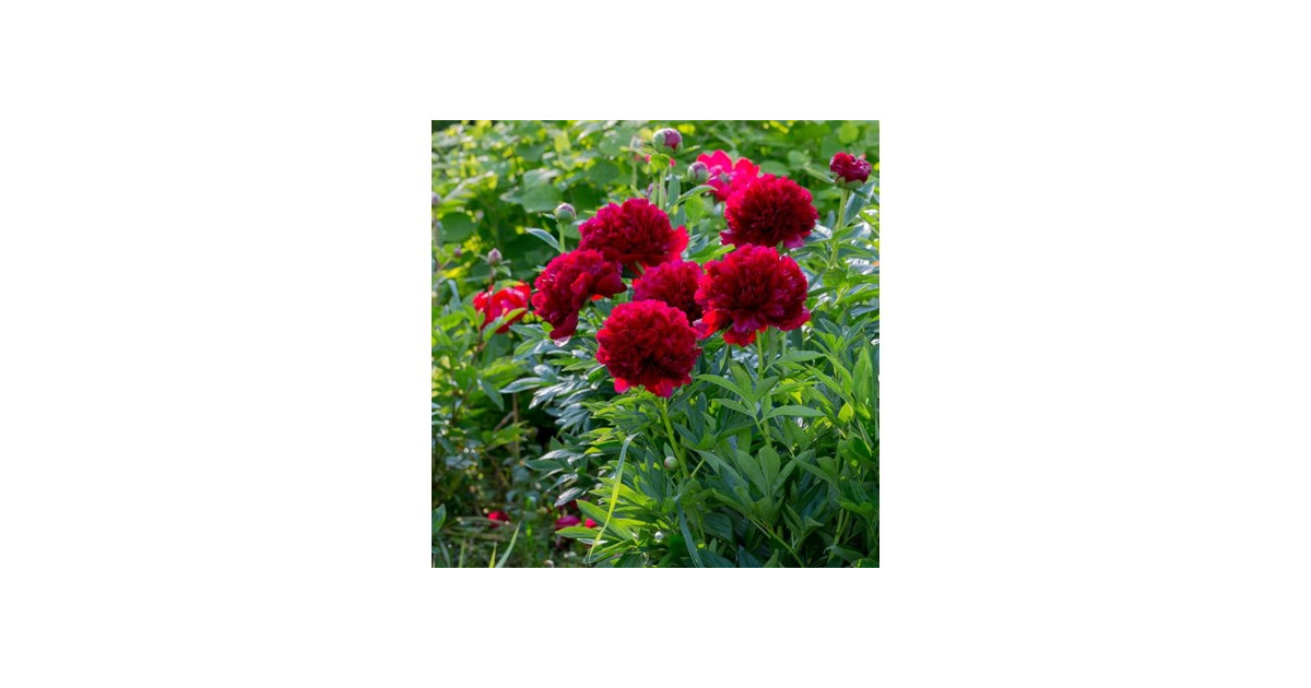 Black Raspberry Peony Flowers - 3 Bulbs