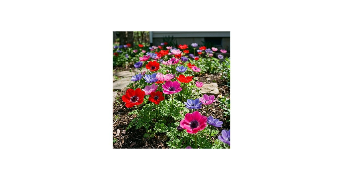 Poppy Anemone Flowers