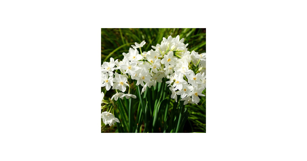 Fragrant Paperwhite Flowers