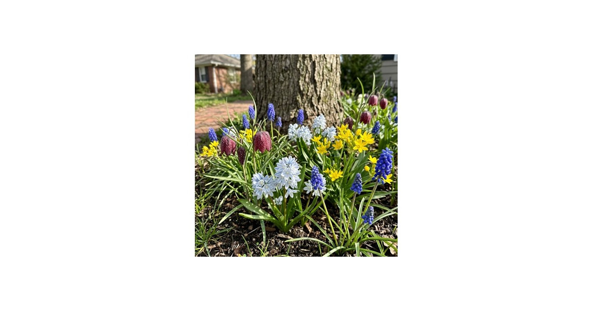 Garden Gems Flower Collection - 100 Bulbs