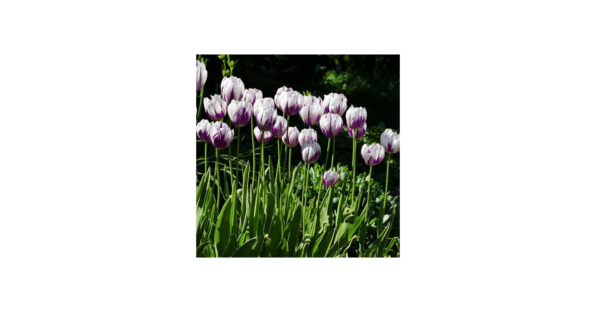 Blueberry Swirl Tulip Flowers